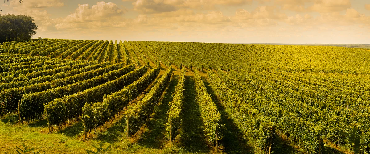 Original sunlit CorkitPure vineyard landscape
