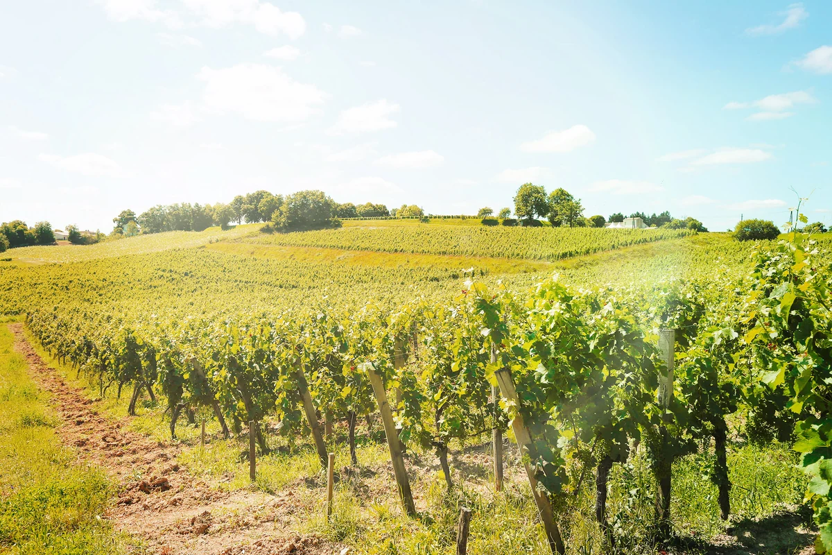 Original CorkitPure vineyard rows in the sun